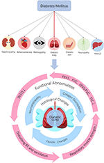 Frontiers | Circadian Clock and Sirtuins in Diabetic Lung: A ...