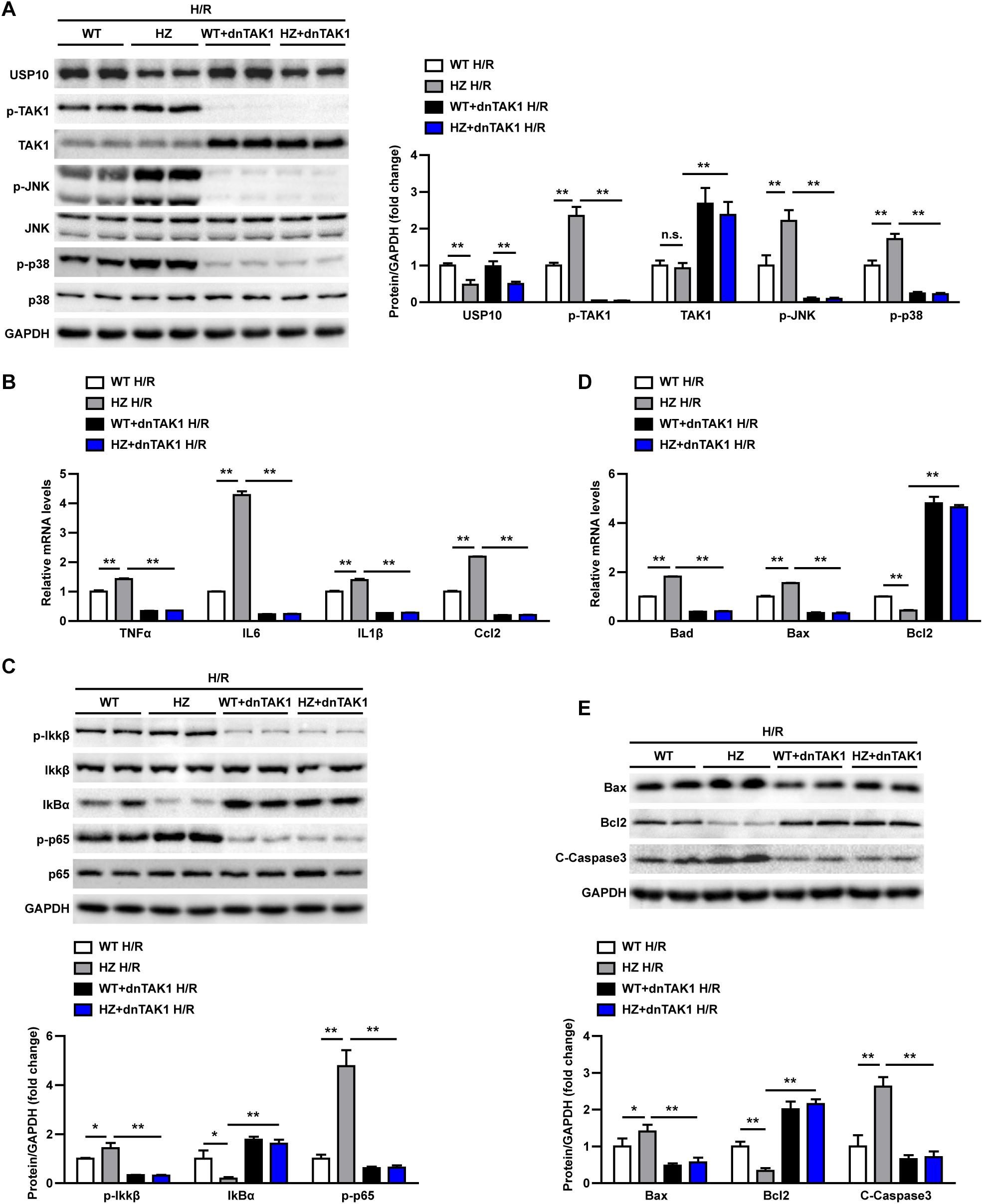 Frontiers | Ubiquitin-Specific Peptidase 10 Protects Against Hepatic ...