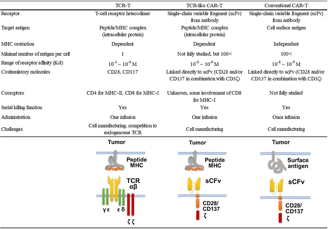 Frontiers Tcr Like Car T Cells Targeting Mhc Bound Minor Histocompatibility Antigens Immunology