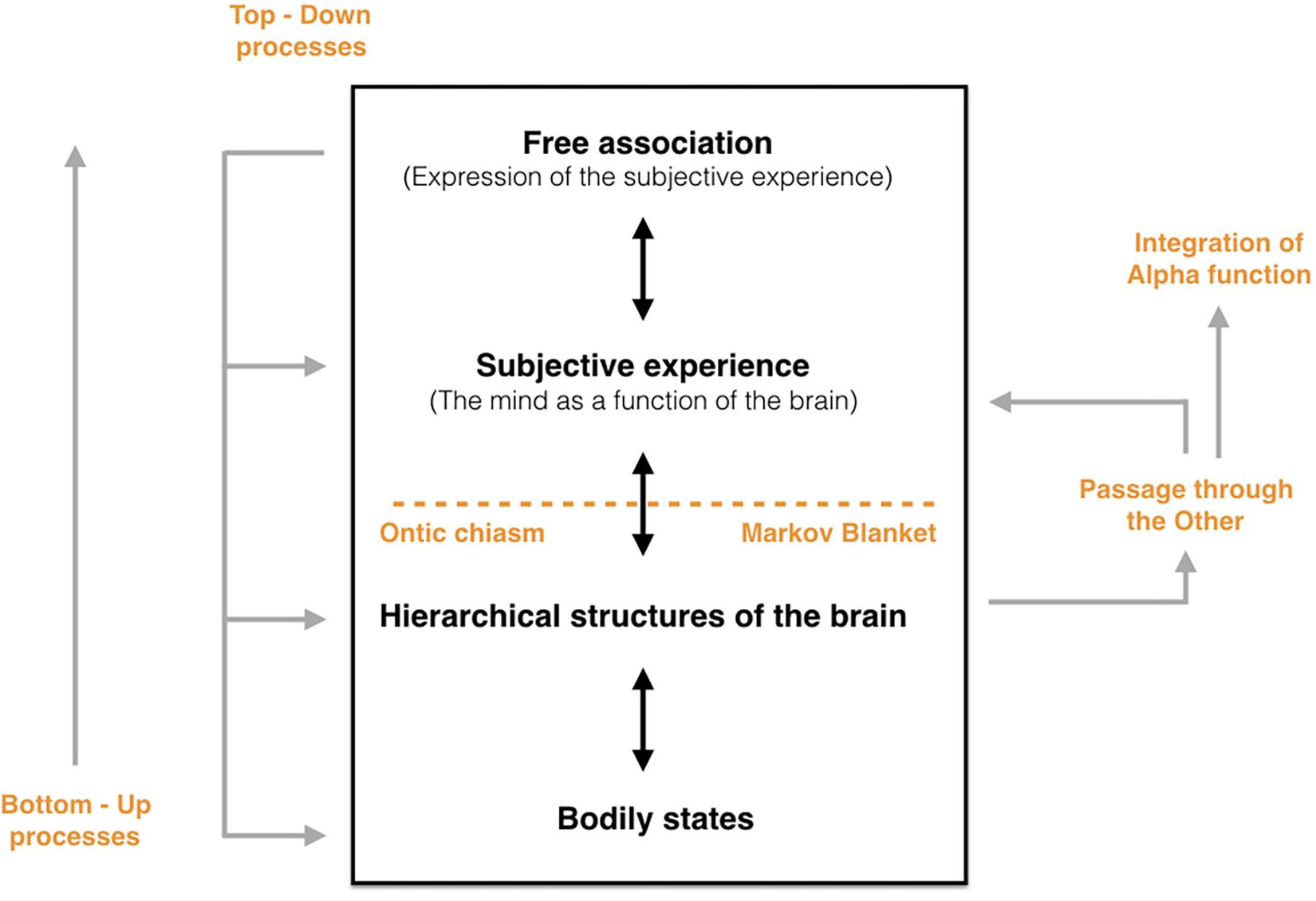 Frontiers Entropy Free Energy And Symbolization Free Association At The Intersection Of Psychoanalysis And Neuroscience