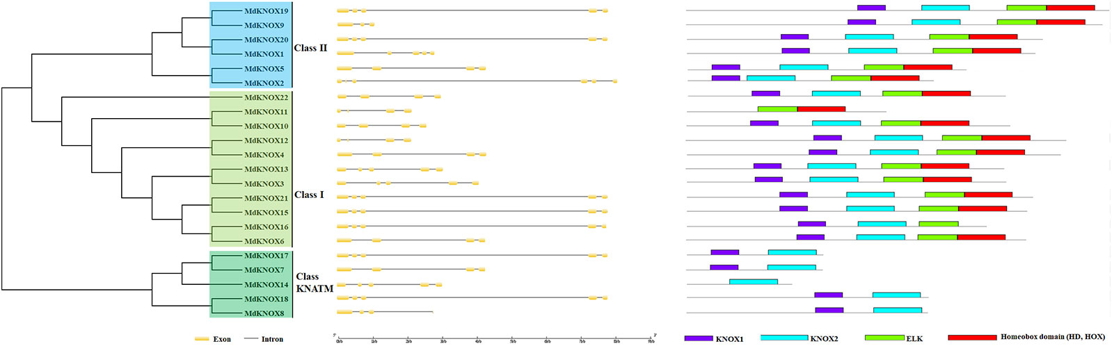 Frontiers | Genome-Wide Identification of the MdKNOX Gene Family and ...