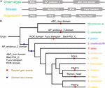 Molecular Evolution And Expression Divergence Of The Populus Euphratica