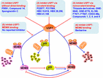 Frontiers | Targeting USP7-Mediated Deubiquitination of MDM2/MDMX-p53 ...