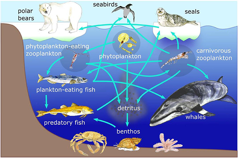 marine food web for kids