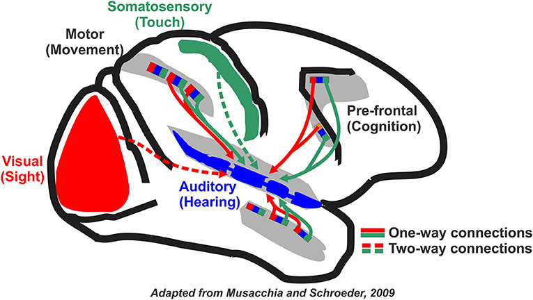Figure 1 - Other sensory areas of the brain provide input to the auditory (hearing, in blue) area.