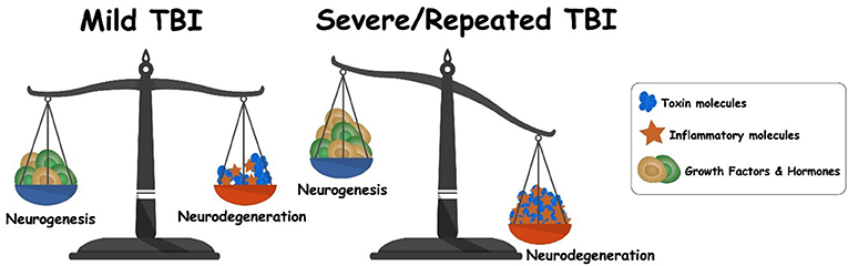 图3 -神经发生和创伤性脑损伤后神经退化之间的平衡。