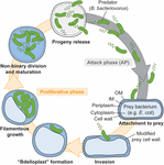 Frontiers | Shedding Light on the Cell Biology of the Predatory ...