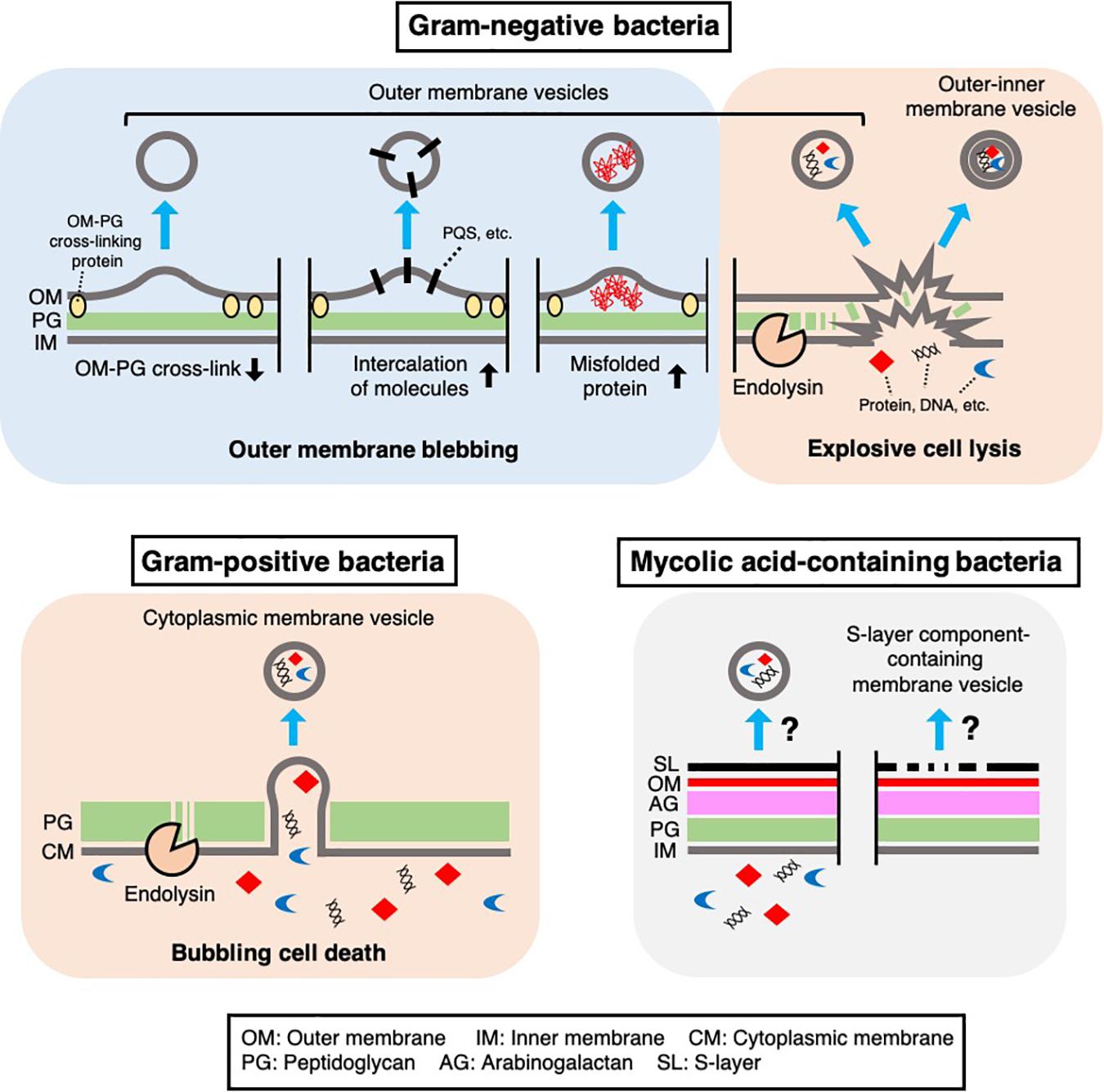 Frontiers Cracking Open Bacterial Membrane Vesicles Microbiology