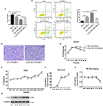 Frontiers | Csf2 Attenuated Sepsis-Induced Acute Kidney Injury by ...