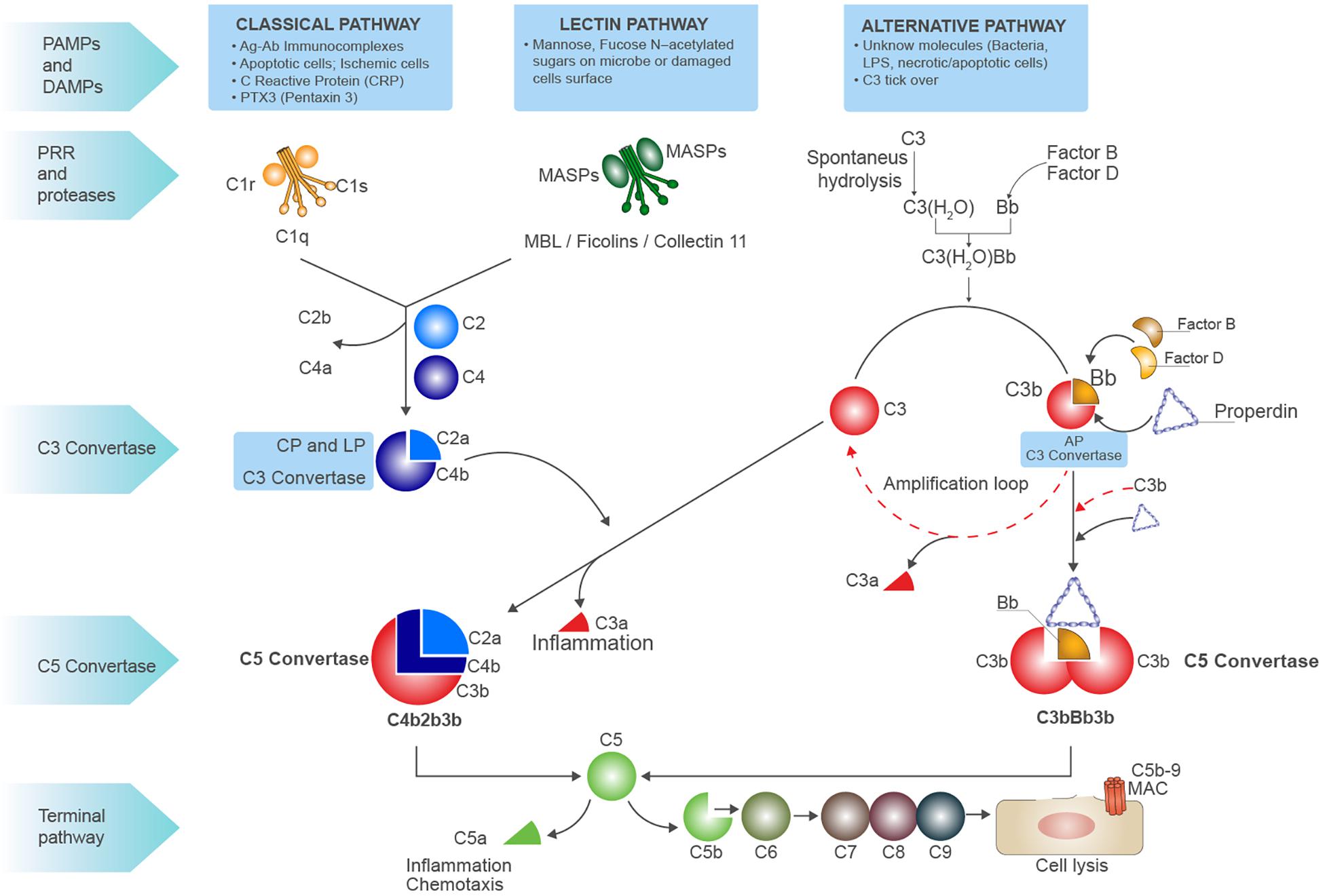 frontiers-inflammaging-and-complement-system-a-link-between-acute