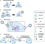 Frontiers | Advances in Developing CAR T-Cell Therapy for HIV Cure ...