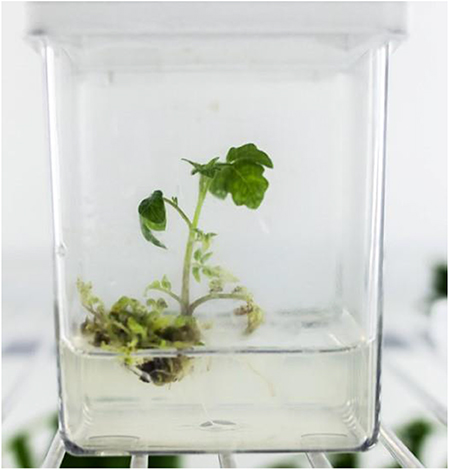 Figure 3 - A genetically engineered tomato plant being grown in the laboratory.