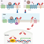 Frontiers | Recent Insights Into SREBP As A Direct Mediator Of Kidney ...