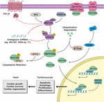 Frontiers | Molecular Mechanism of Hippo–YAP1/TAZ Pathway in Heart ...