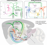 Frontiers | Cortical and Striatal Circuits in Huntington’s Disease ...