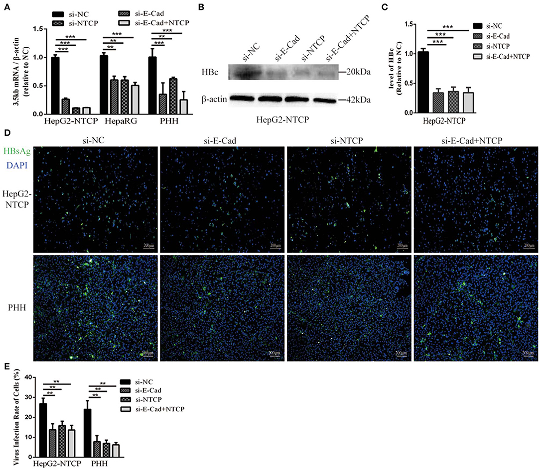 Frontiers E Cadherin Plays A Role In Hepatitis B Virus Entry Through Affecting Glycosylated Sodium Taurocholate Cotransporting Polypeptide Distribution Cellular And Infection Microbiology