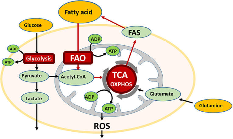 Metabolic fat oxidation