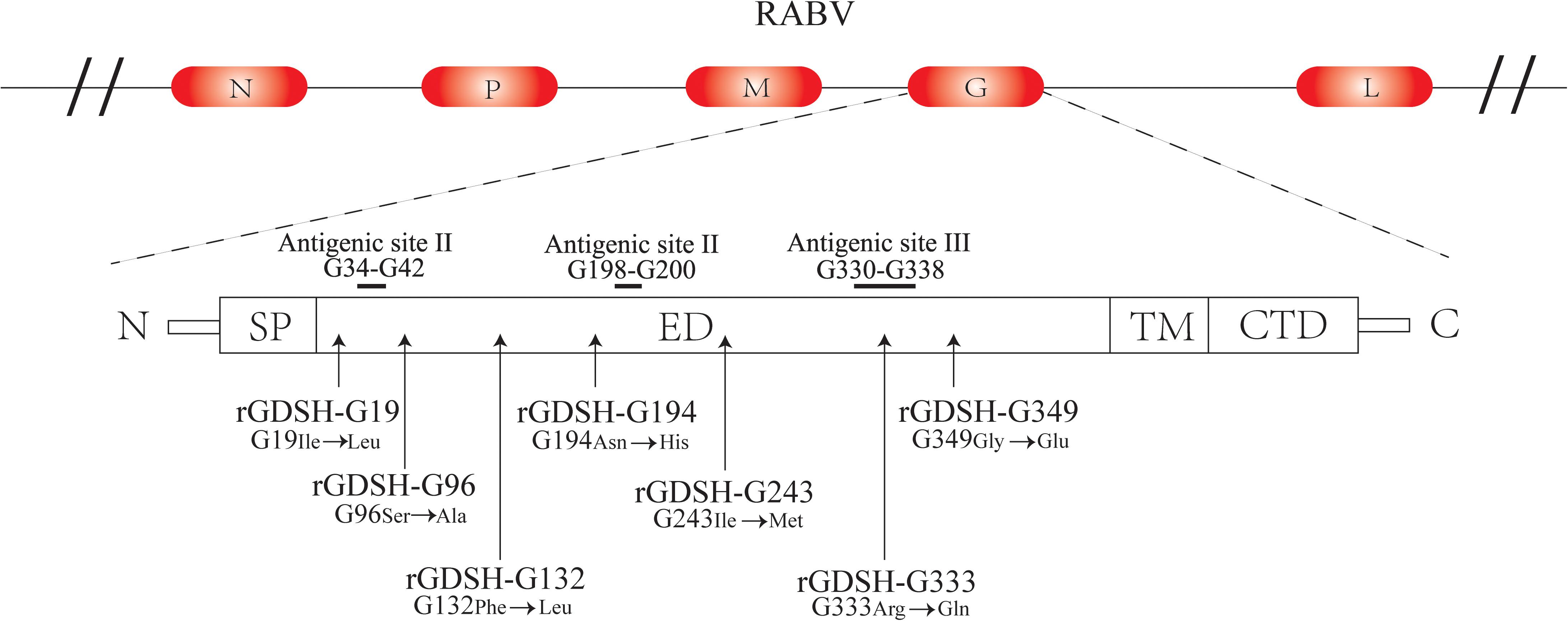 Frontiers Amino Acid Mutation In Position 349 Of Glycoprotein Affect The Pathogenicity Of Rabies Virus Microbiology