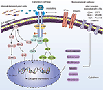 Frontiers | Crosstalk Mechanisms Between HGF/c-Met Axis and ncRNAs in ...