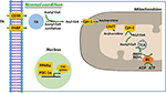 Frontiers | Defective Mitochondrial Fatty Acid Oxidation and