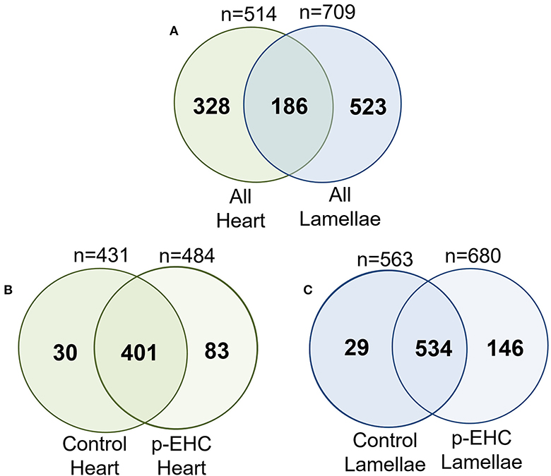 Frontiers | Differential Proteomic Expression of Equine Cardiac and ...