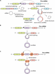 Frontiers | A New World of Biomarkers and Therapeutics for Female ...