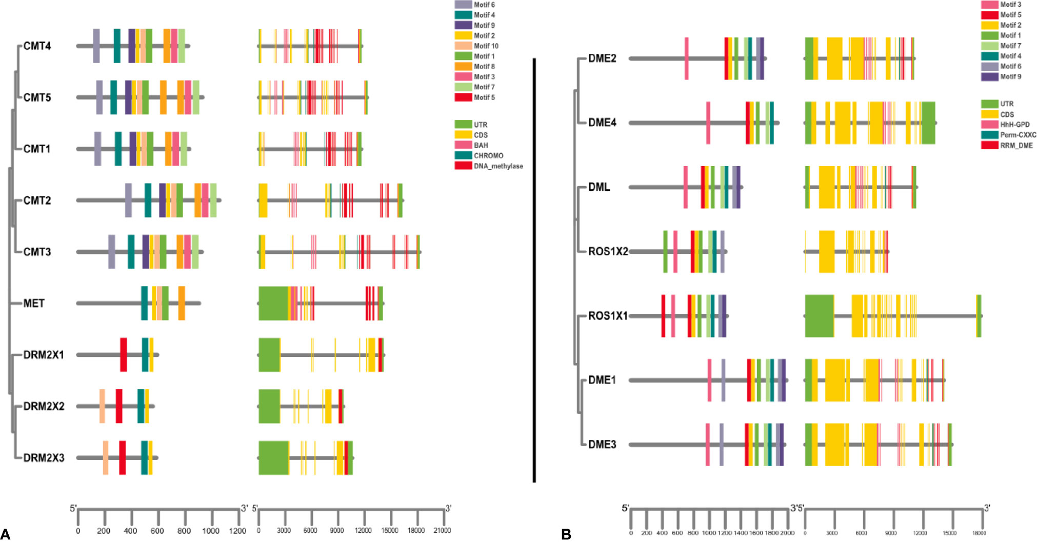 Frontiers | Genome-Wide Identification of DNA Methylases and ...