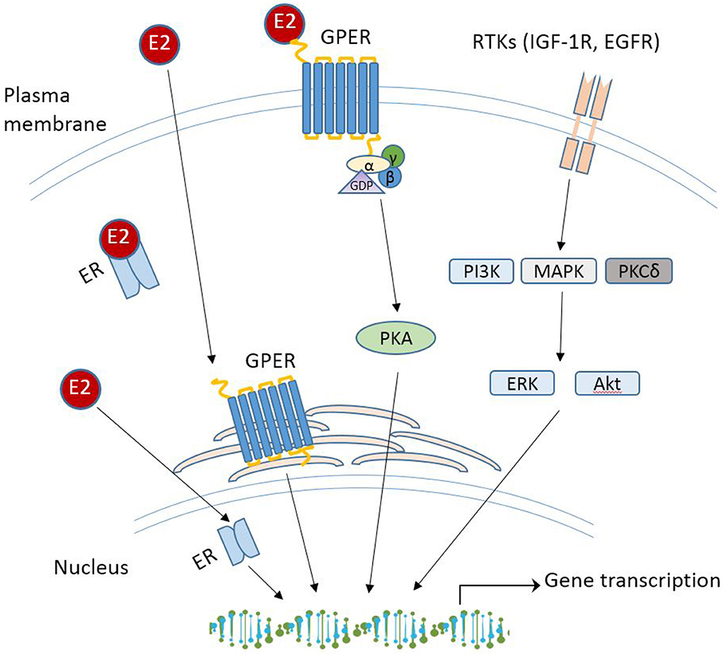 Frontiers Does Gper Really Function As A G Protein Coupled Estrogen Receptor In Vivo Endocrinology