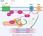 Frontiers | Stretch-Induced Biased Signaling in Angiotensin II Type 1 ...