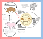 Frontiers | African Swine Fever Virus: An Emerging DNA Arbovirus ...