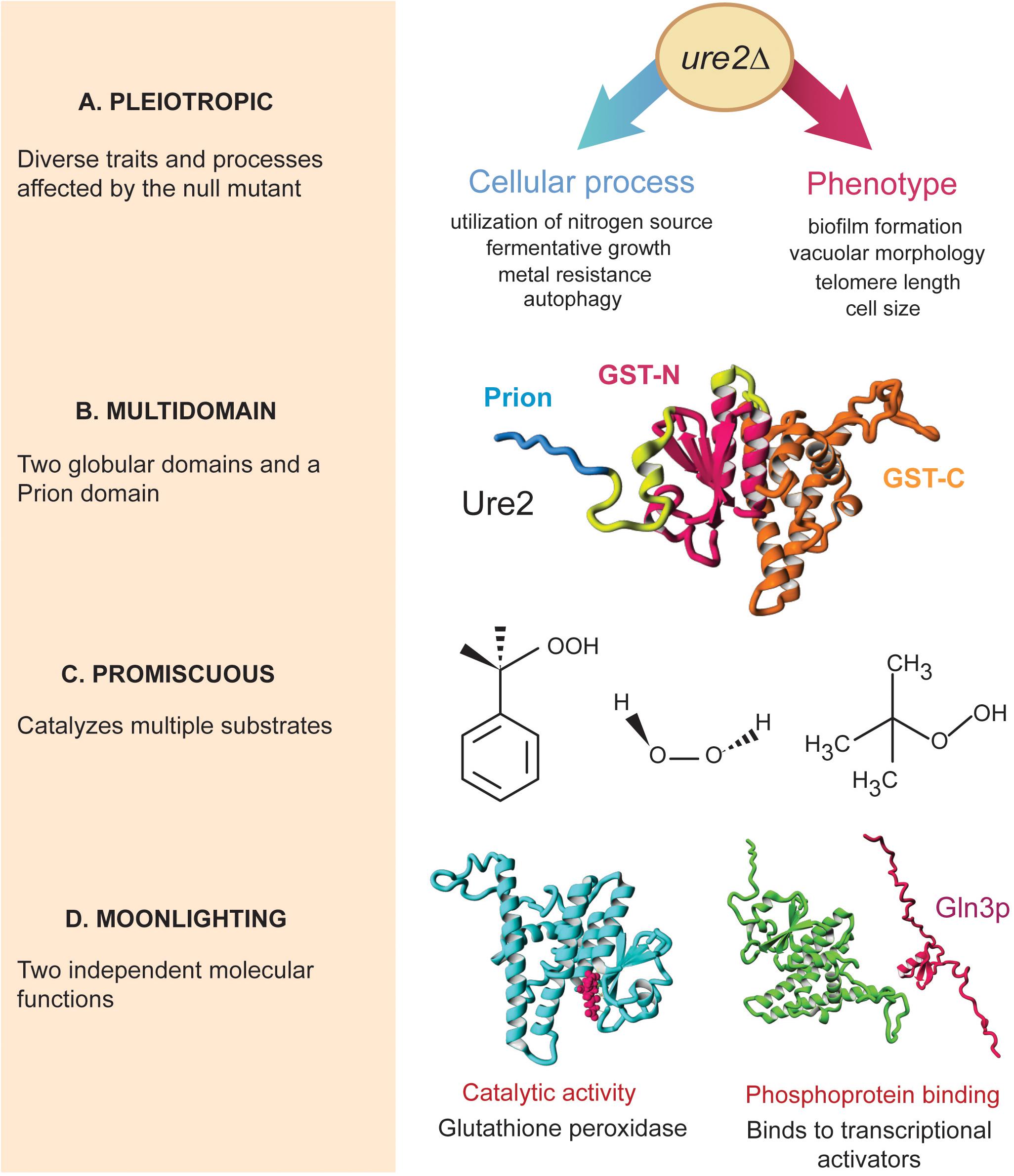 Frontiers | Multiple Forms of Multifunctional Proteins in Health and