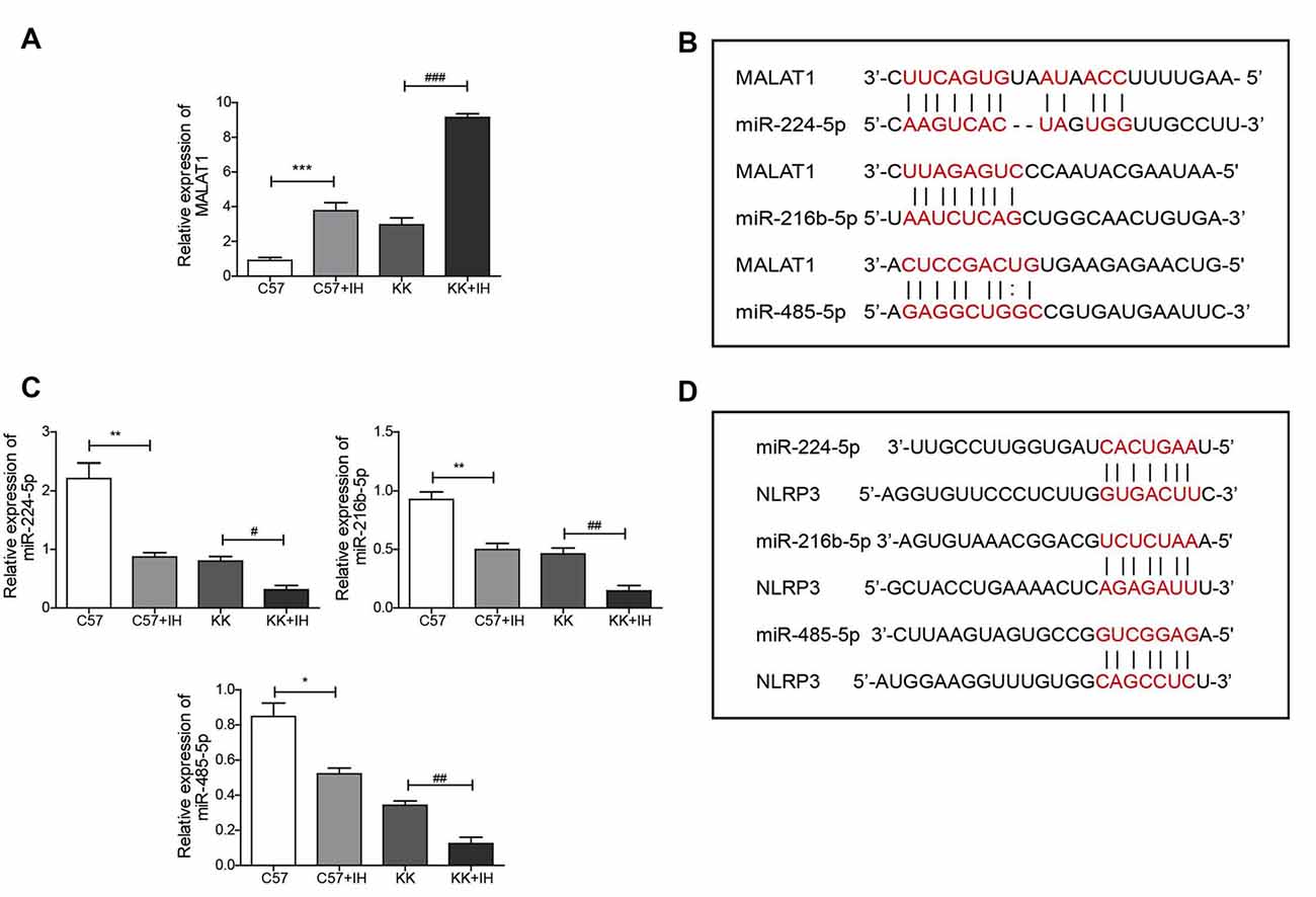 Blocking the LncRNA MALAT1/miR-224-5p/NLRP3 Axis Inhibits the Hippocampal Inflammatory Response in T2DM With OSA