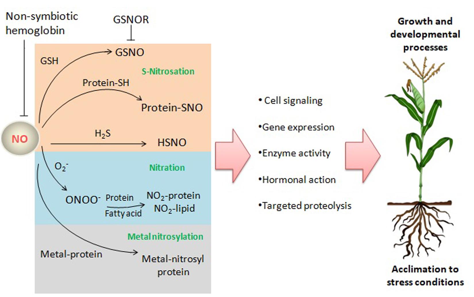 Nitric oxide production