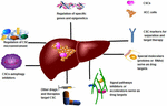 Frontiers | Cancer Stem Cells: A Potential Breakthrough in HCC-Targeted ...