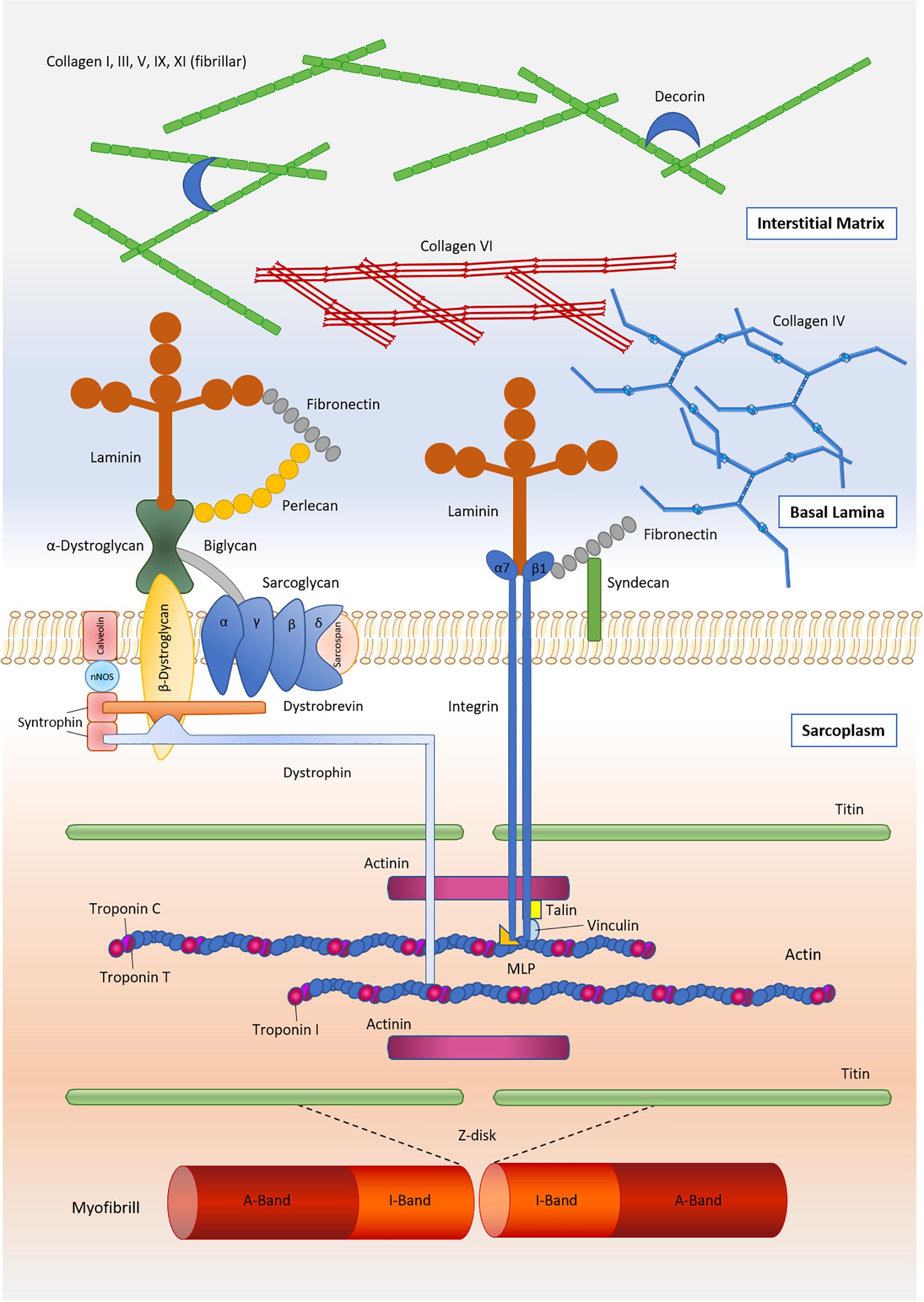 extracellular matrix diagram
