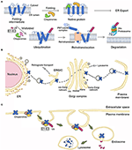 Frontiers | Defective Gating and Proteostasis of Human ClC-1 Chloride ...