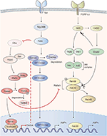 Frontiers | The Crosstalk Between Hippo-YAP Pathway and Innate Immunity ...