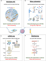 Frontiers | Medical Treatment of Lung Cancer: Can Immune Cells Predict ...