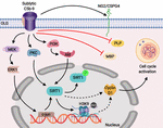 Frontiers | Histone Deacetylase SIRT1 Mediates C5b-9-Induced Cell Cycle ...