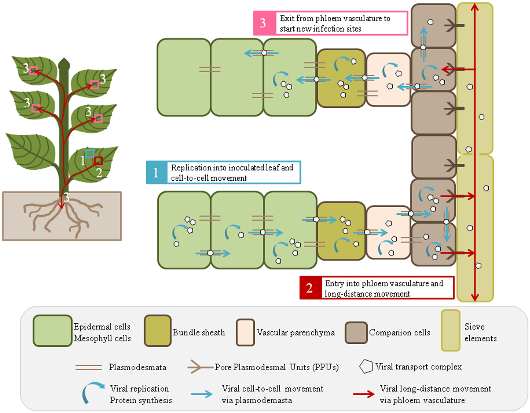 plant virus replication