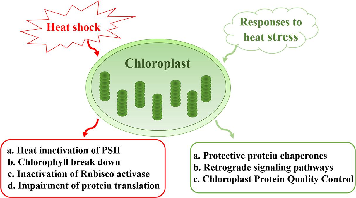 Frontiers Sensitivity And Responses Of Chloroplasts To Heat Stress In Plants Plant Science