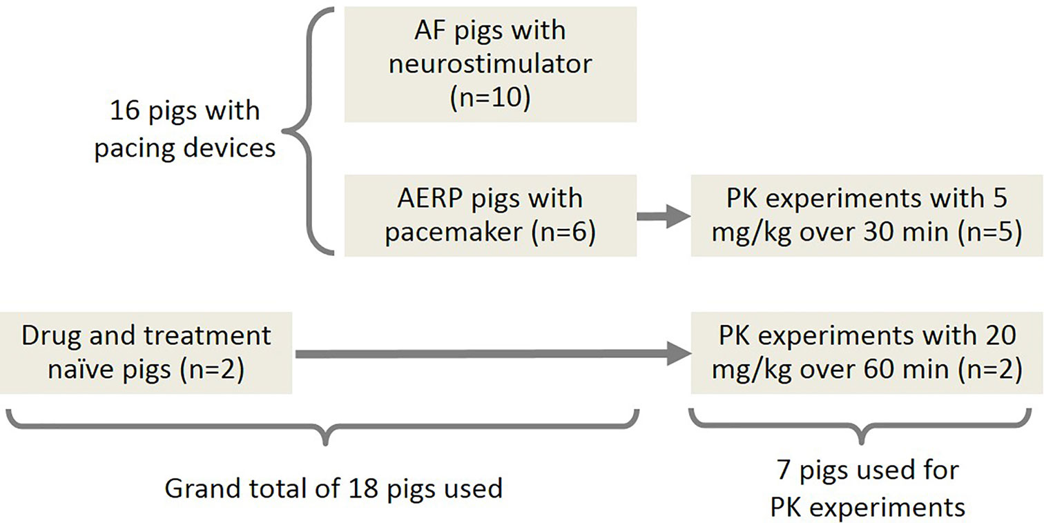 Frontiers The Kca2 Channel Inhibitor Ap Selectively Increases Atrial Refractoriness Converts Vernakalant Resistant Atrial Fibrillation And Prevents Its Reinduction In Conscious Pigs Pharmacology