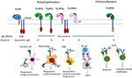 Frontiers | Engineering of Fc Multimers as a Protein Therapy for ...