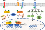 Frontiers | TGF-β-Induced Endothelial to Mesenchymal Transition in ...