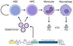 Frontiers | The Immune Response to the fVIII Gene Therapy in ...