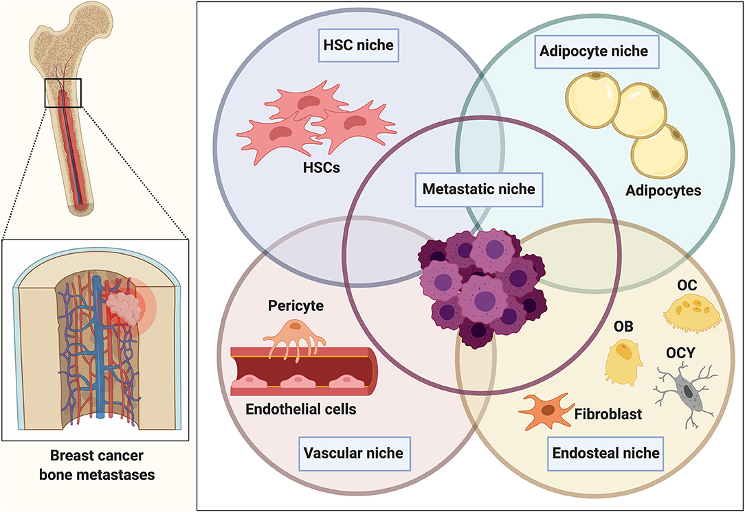 Frontiers The Endosteal Niche In Breast Cancer Bone Metastasis