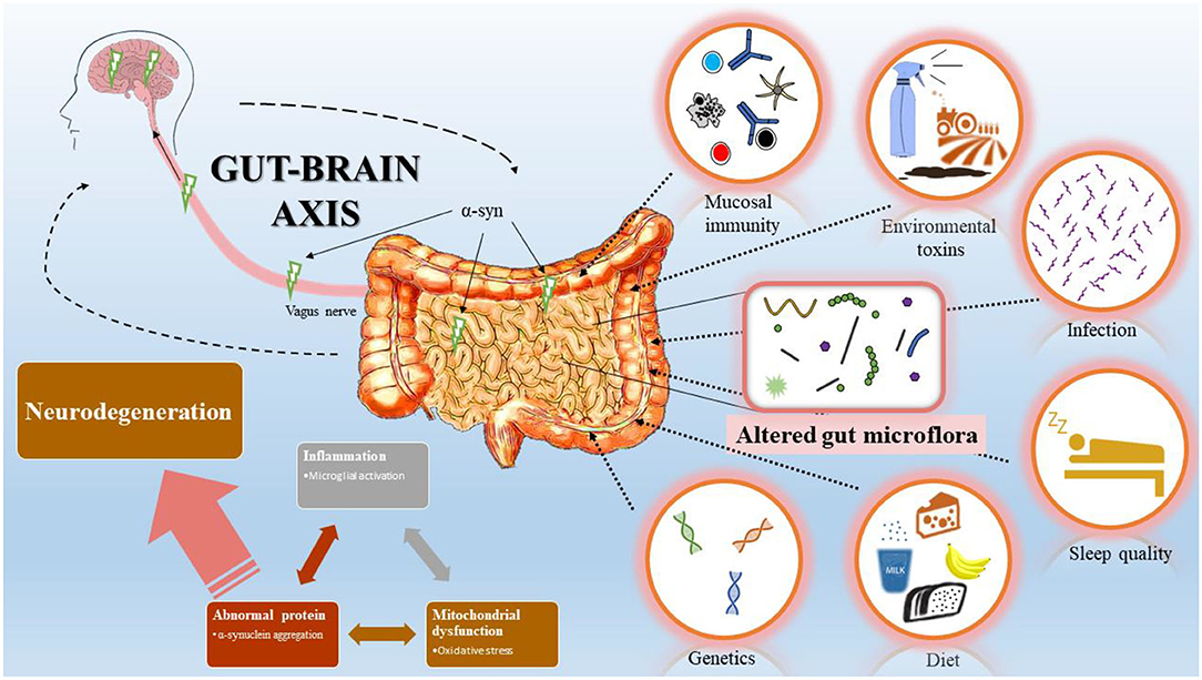 Frontiers Gutbrain Axis Potential Factors Involved In The