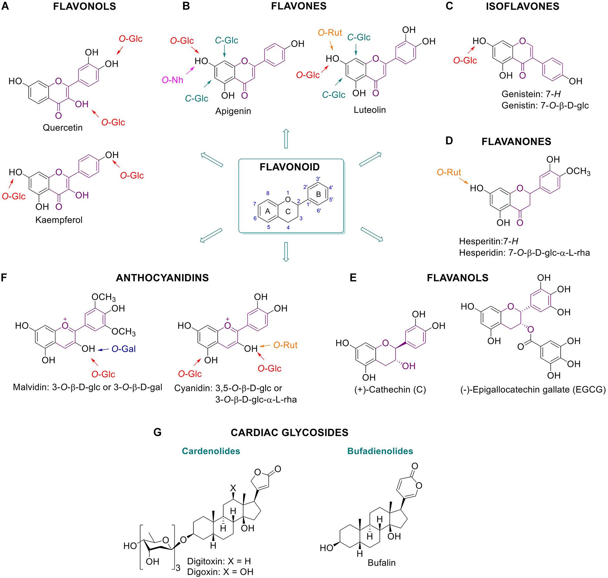 Frontiers Plant Glycosides And Glycosidases A Treasure Trove For Therapeutics Plant Science