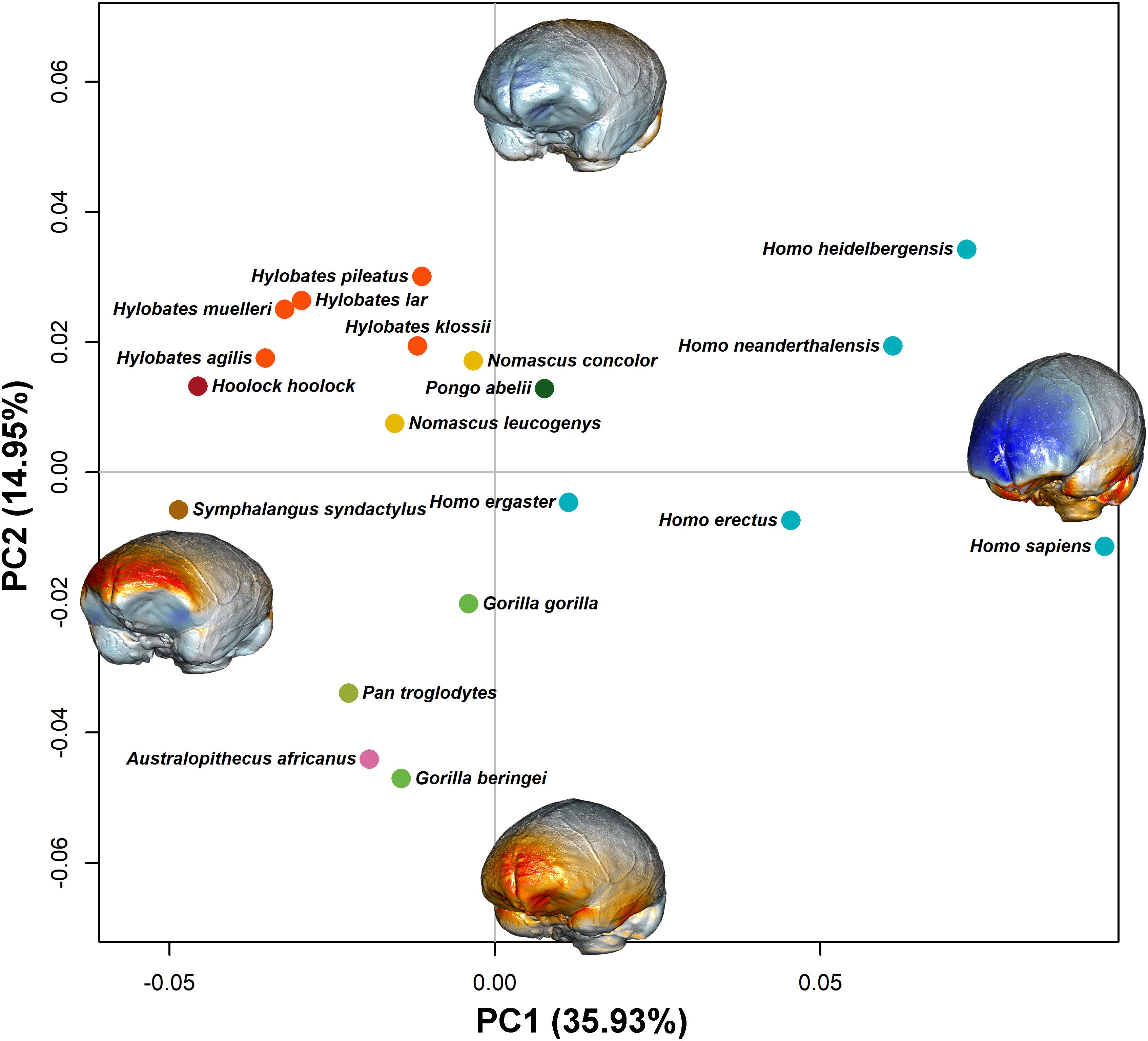 Brain size and evolution
