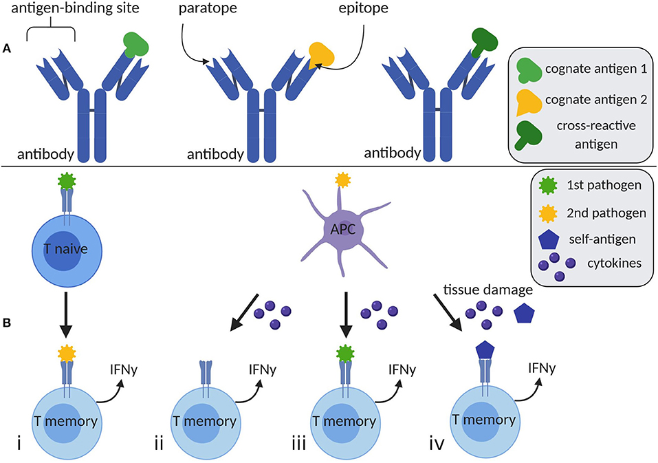 T Cell Mediated Immunity